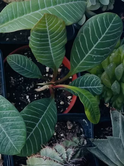 plant/Q Euphorbia Leuconeura, Madascar Jewel 3.5”-0-thumbnail