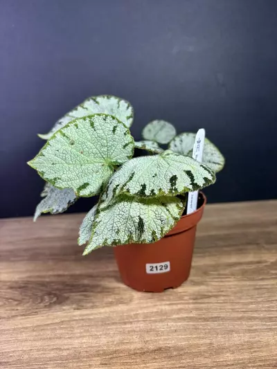 plant/Begonia Silver Jewel 4” 2129-1-thumbnail