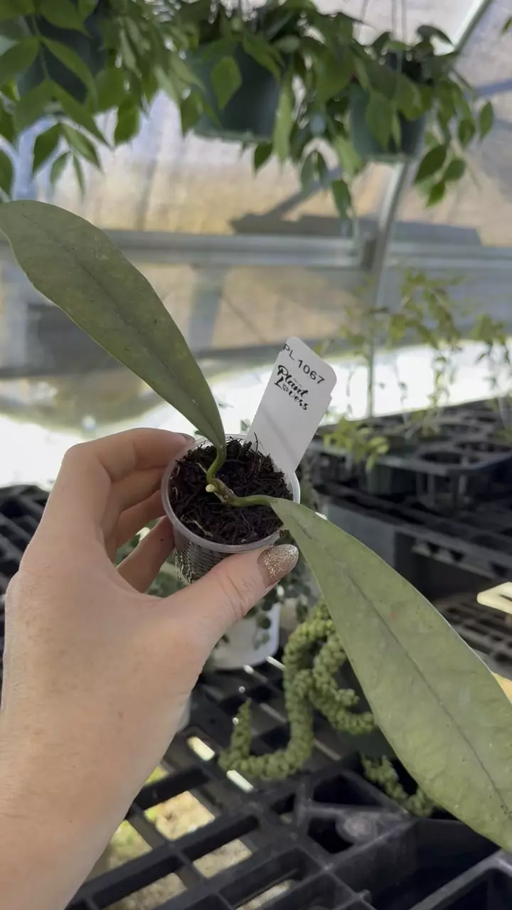 plant/PL1067: Grifithii Silver Clone 2 SALE!-0