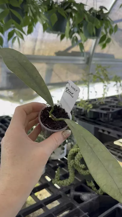 plant/PL1067: Grifithii Silver Clone 2 SALE!-0-thumbnail