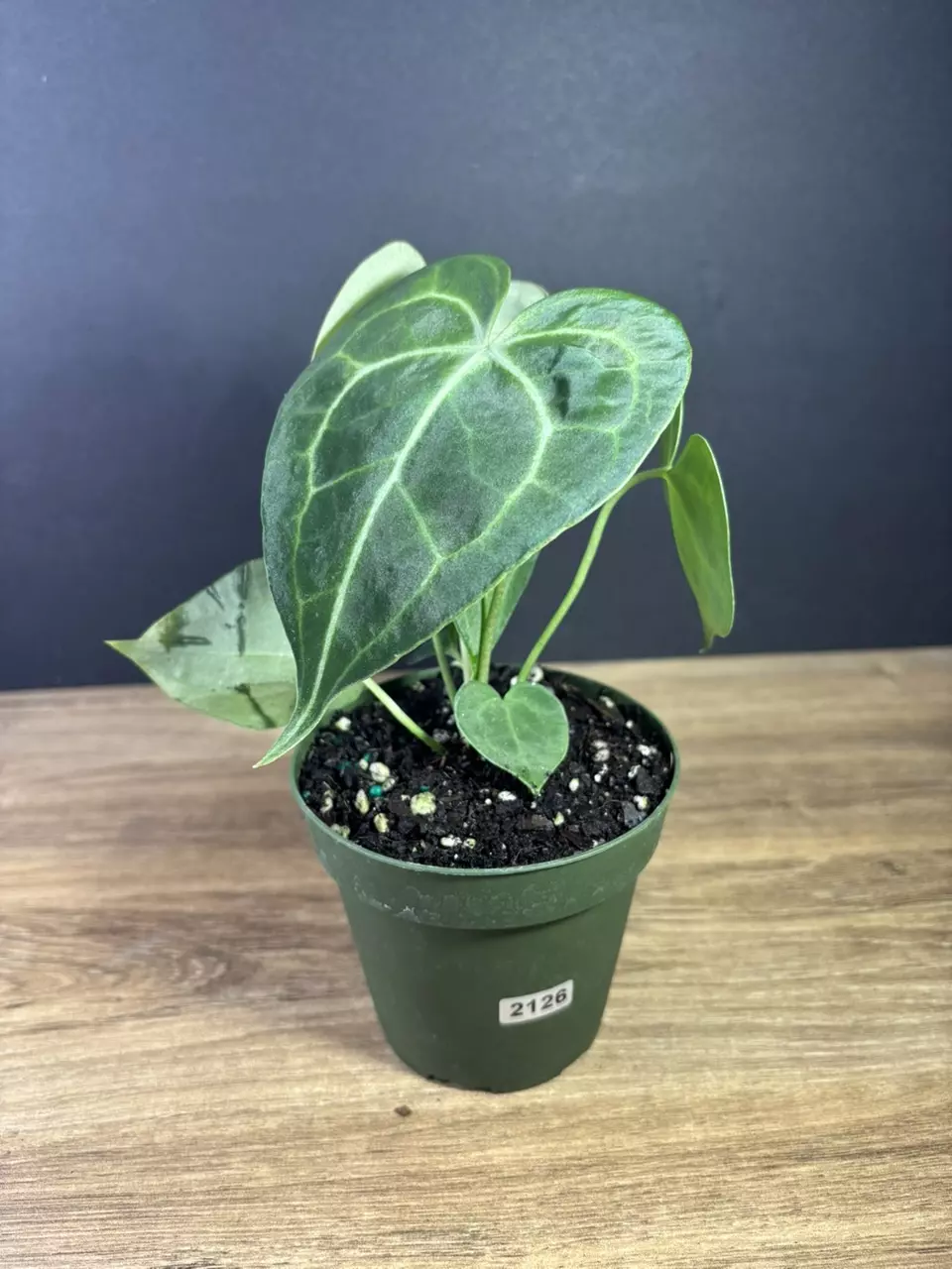 plant/Anthurium Clarinervium 4” 2126-0