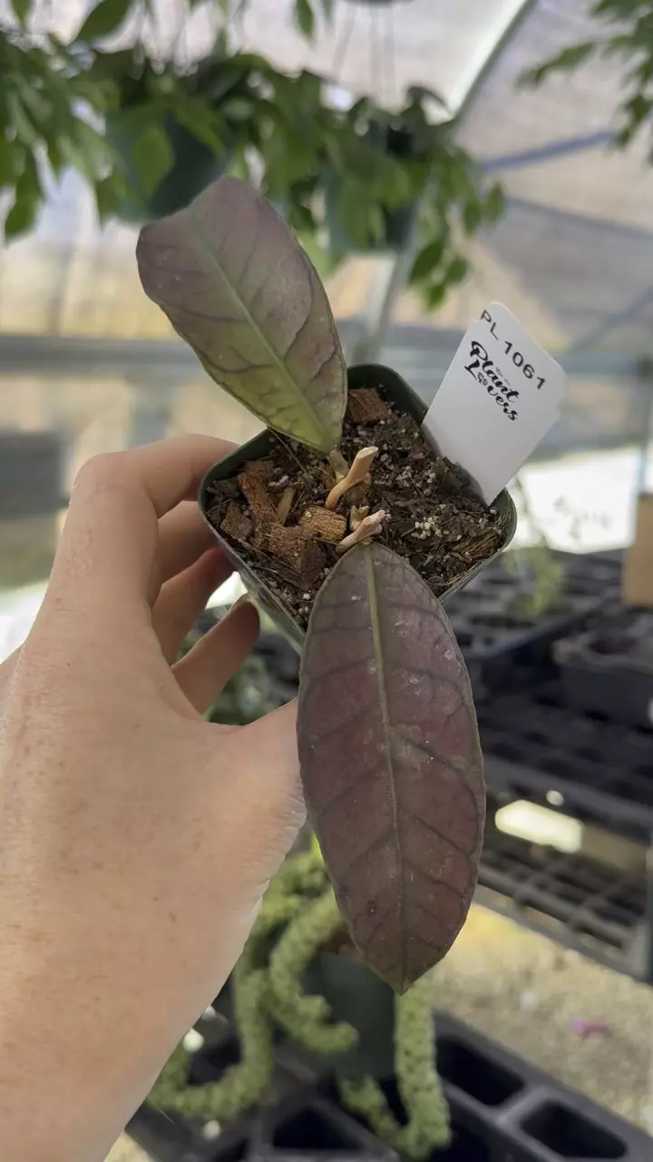 plant/PL1061: Gunung Gading-0