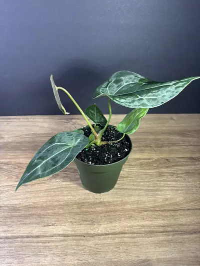plant/Anthurium Forgetii Hybrid 4” 2128-1-thumbnail