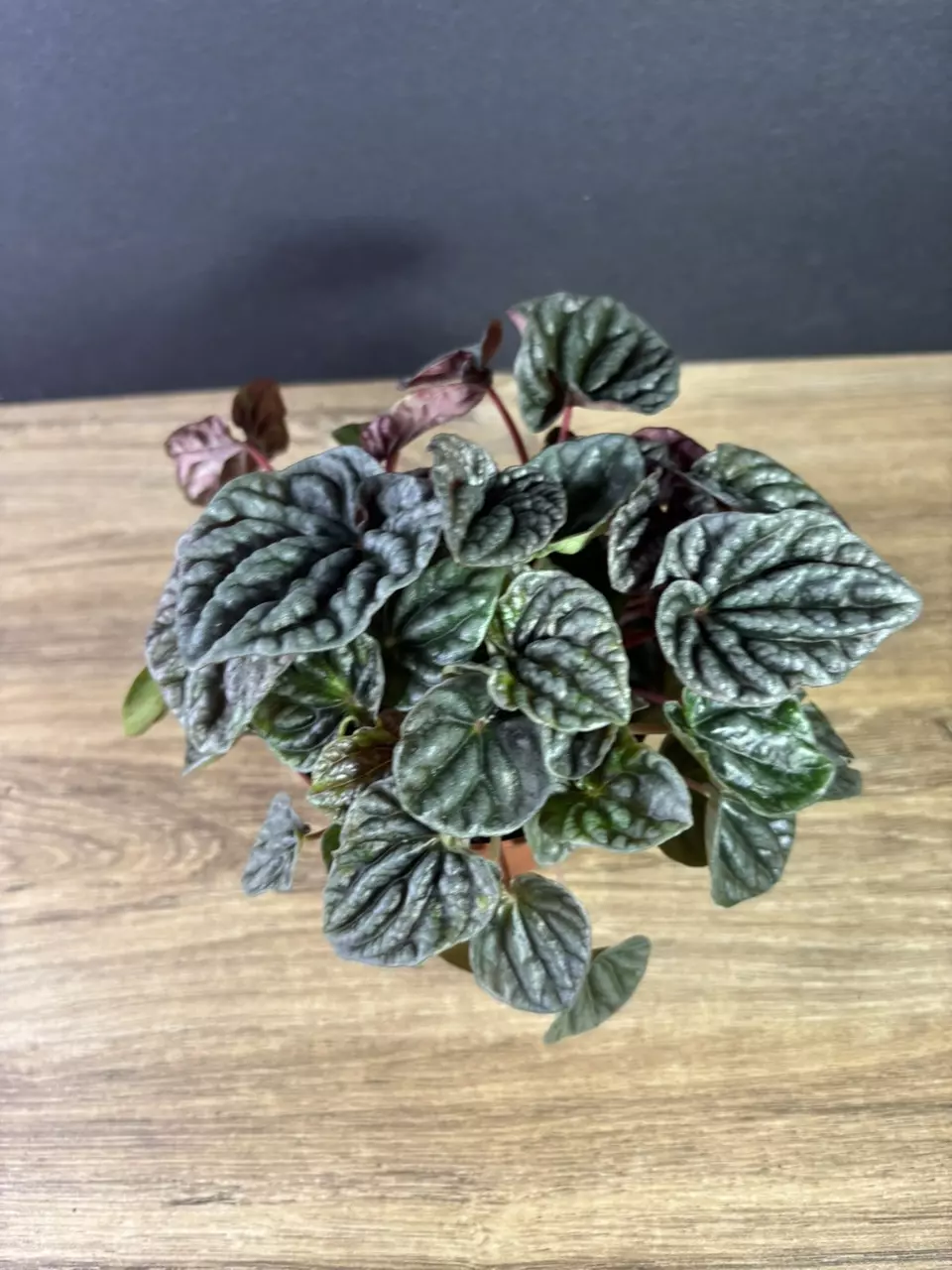 plant/Peperomia Luna Red 4” 2149-2