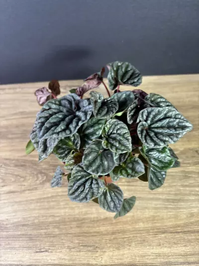 plant/Peperomia Luna Red 4” 2149-2-thumbnail