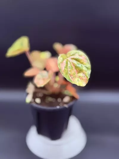 plant/Peperomia Carnival-1-thumbnail