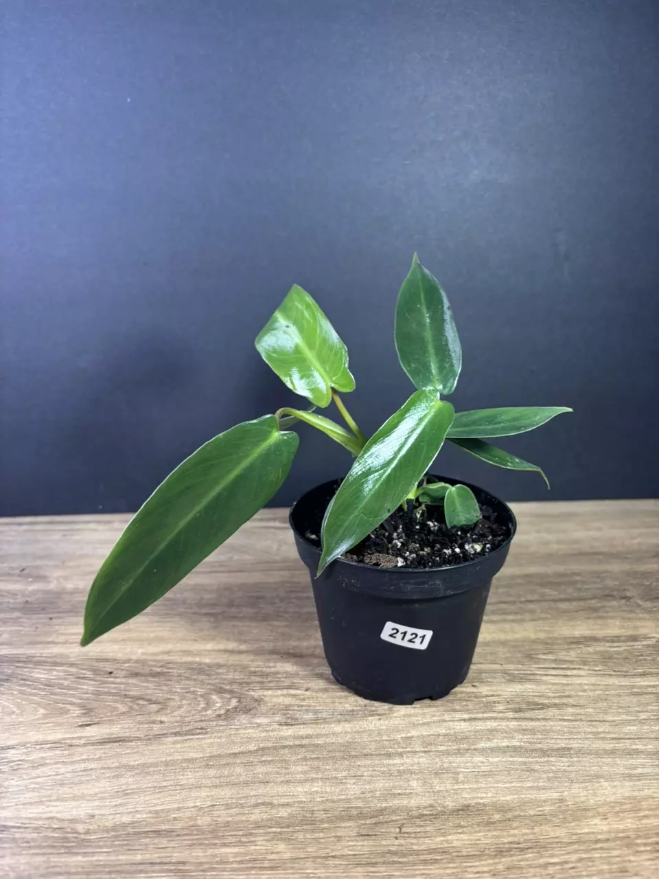 plant/Philodendron Spiritus Sancti 4”-0