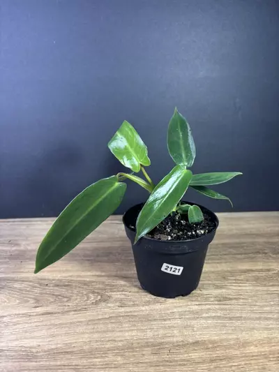 plant/Philodendron Spiritus Sancti 4”-0-thumbnail