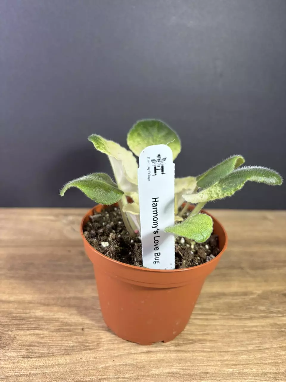plant/Variegated African Violet Love Bug 4”-2
