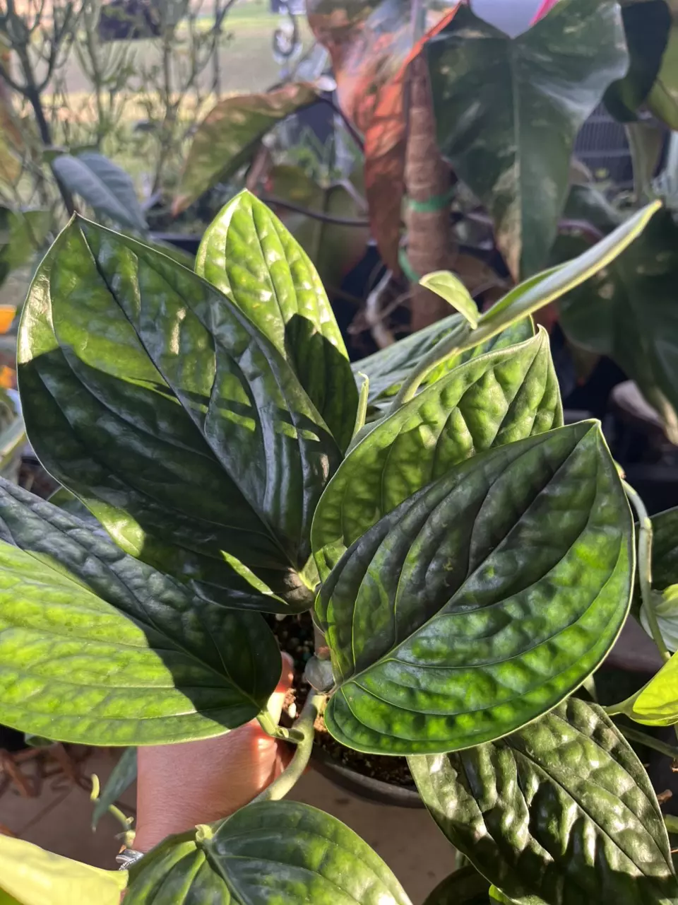 plant/Monstera Peru-6