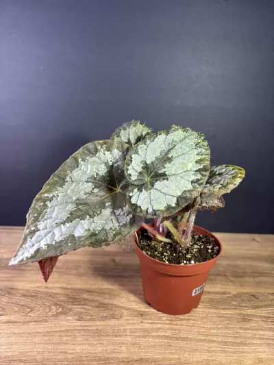 plant/Begonia Mariana’s Monster 4” 2150-0-thumbnail