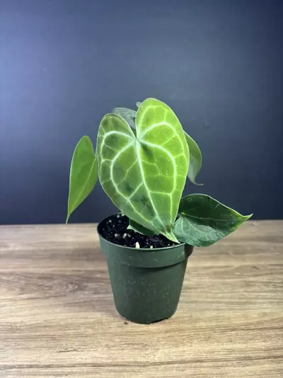 plant/Anthurium Clarinervium 4” 2126-2-thumbnail