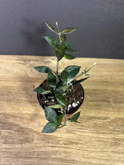 plant/Hoya Krohniana Black 3” 2136-1-thumbnail