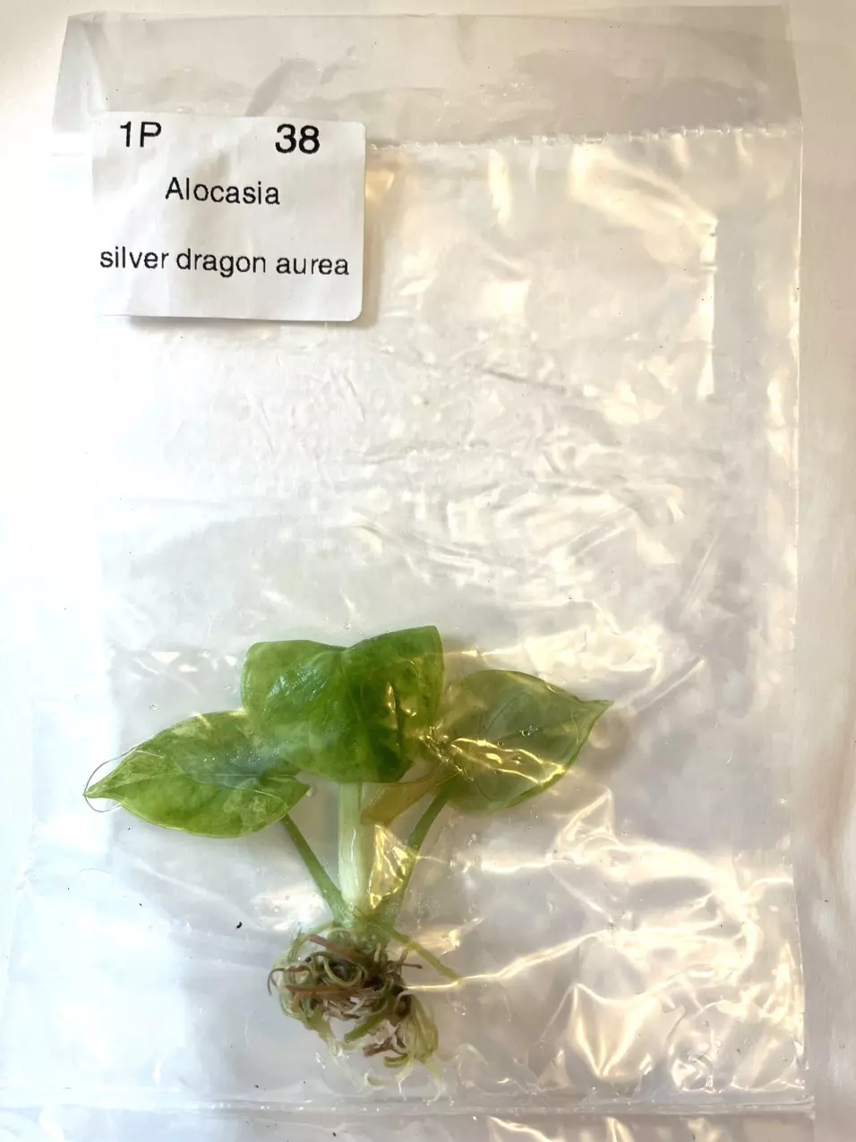 plant/Alocasia Silver Dragon Aurea TC Exact Item Tissue Culture 38-0