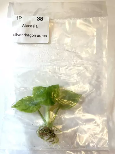 plant/Alocasia Silver Dragon Aurea TC Exact Item Tissue Culture 38-0-thumbnail