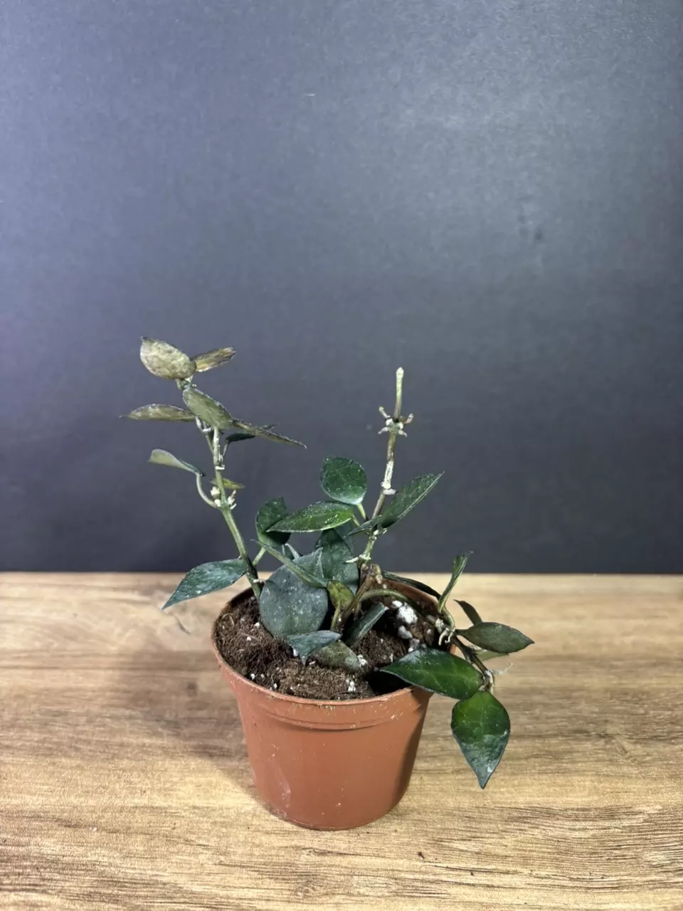 plant/Hoya Krohniana Black 3” 2136-2