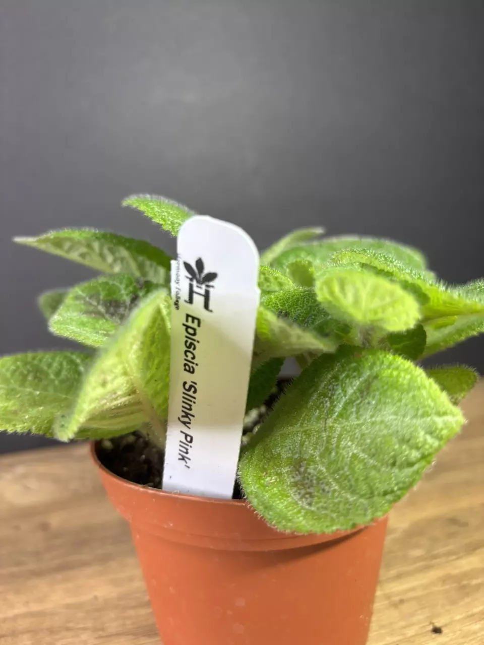 plant/Episcia Slinky Pink 4” 2161-2