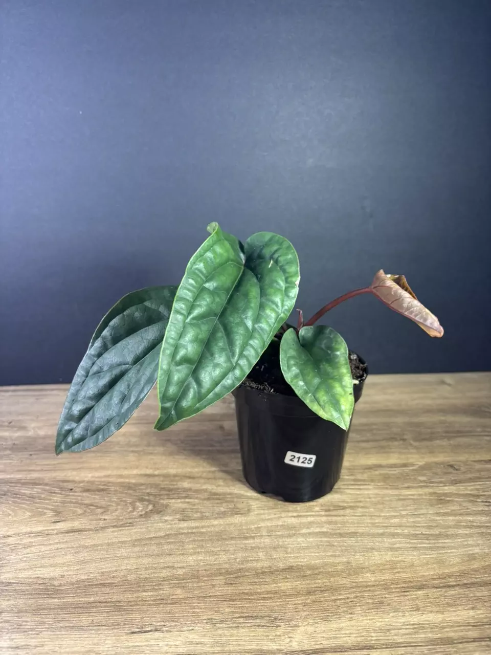 plant/Anthurium Radicans x Luxurians 4” 2125-0