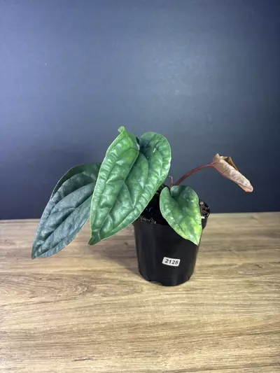 plant/Anthurium Radicans x Luxurians 4” 2125-0-thumbnail