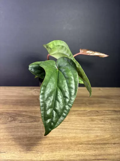 plant/Anthurium Radicans x Luxurians 4” 2125-1-thumbnail