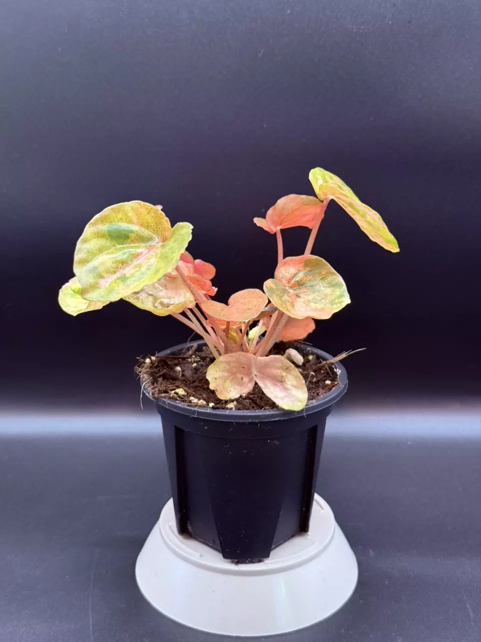 plant/Peperomia Carnival-0