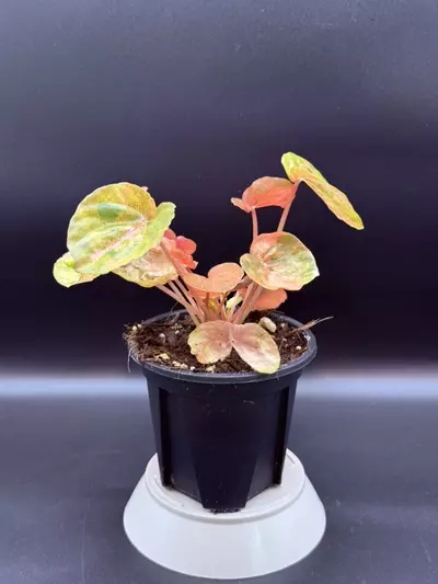 plant/Peperomia Carnival-0-thumbnail
