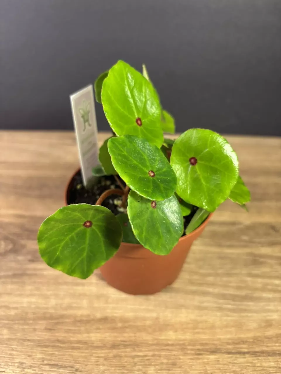 plant/Begonia Conchifolia var. Rubrimacula 4” 2134-1