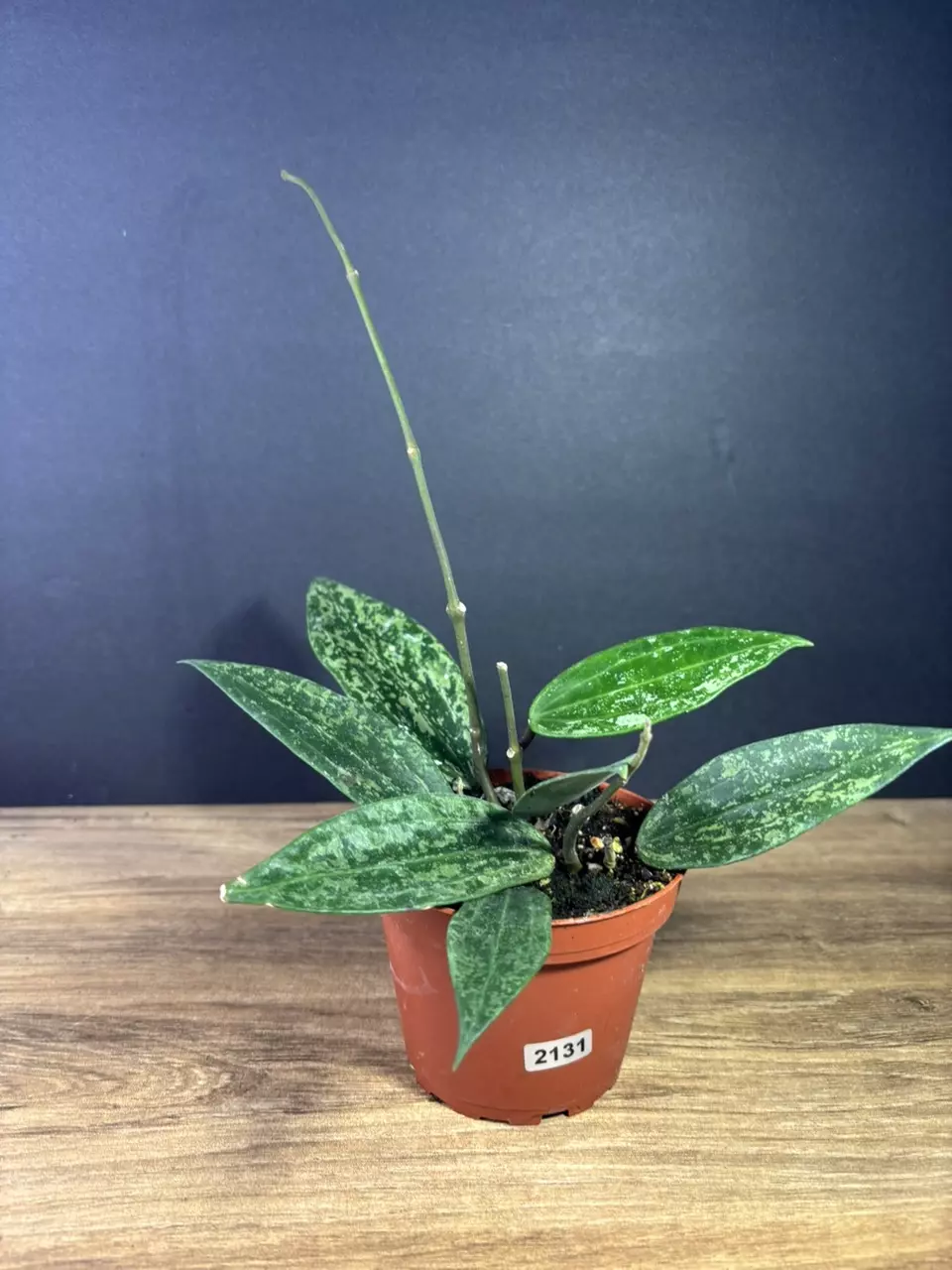 plant/Hoya Rangsan Splash 4” 2131-0