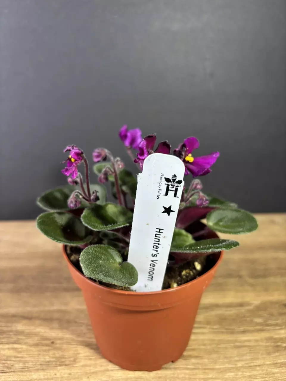 plant/African Violet Hunters Venom 4”-2