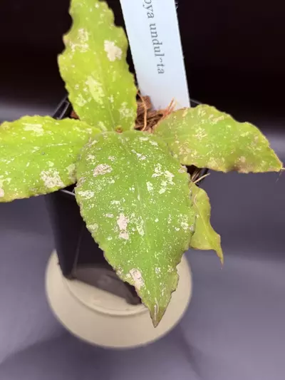 plant/Hoya undulata ‘Pink Splash’-1-thumbnail