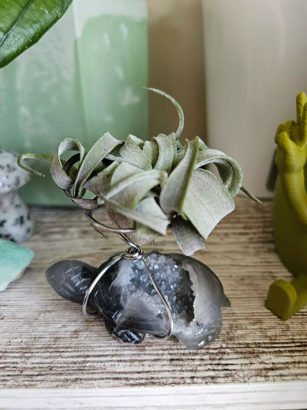 plant/Sparkly turtle airplant stand-1