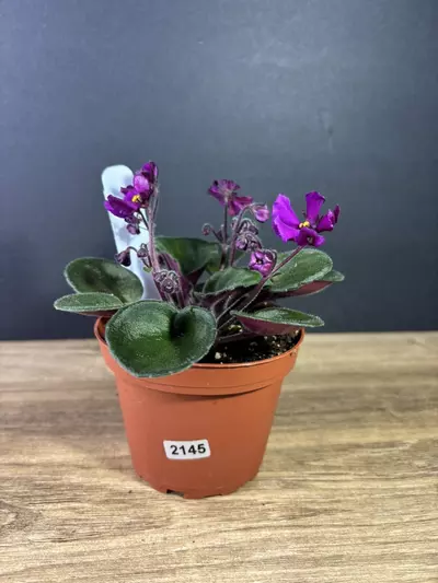 plant/African Violet Hunters Venom 4”-0-thumbnail