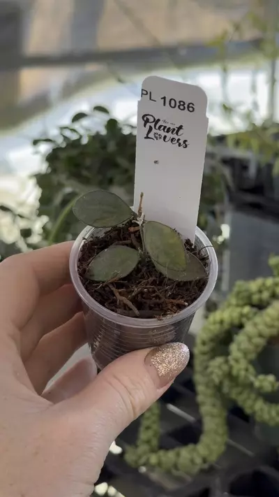 plant/PL1086: Kalimantan Mini Dwarf Variegated-0-thumbnail