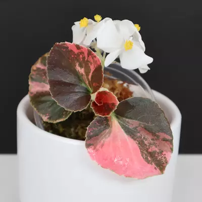 plant/Begonia Semperflorens Sp. Pink-0-thumbnail