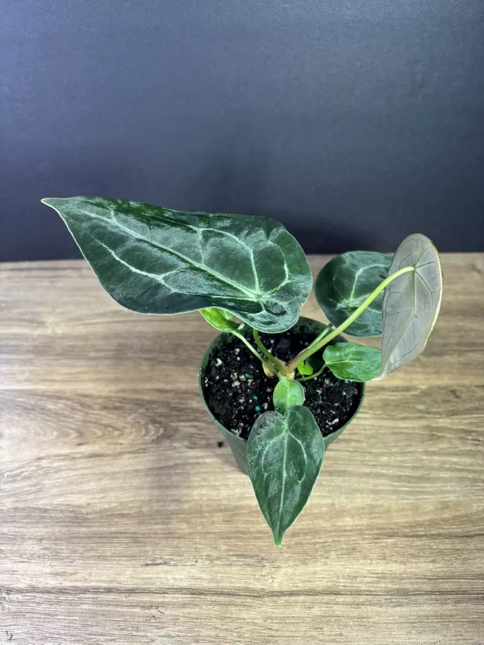 plant/Anthurium Forgetii Hybrid 4” 2128-2
