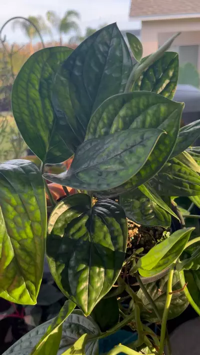 plant/Monstera Peru-3-thumbnail