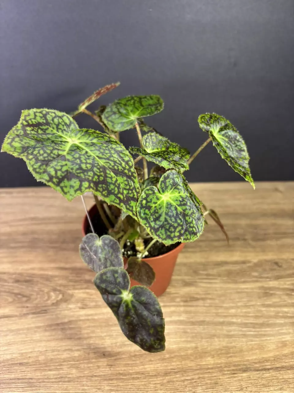 plant/Begonia Aces High 4” 2148-0