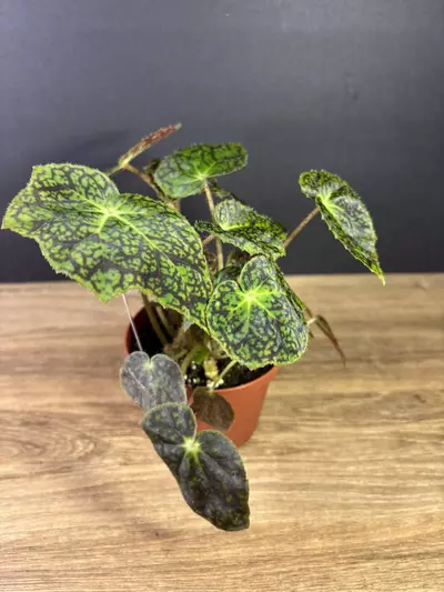 plant/Begonia Aces High 4” 2148-0-thumbnail