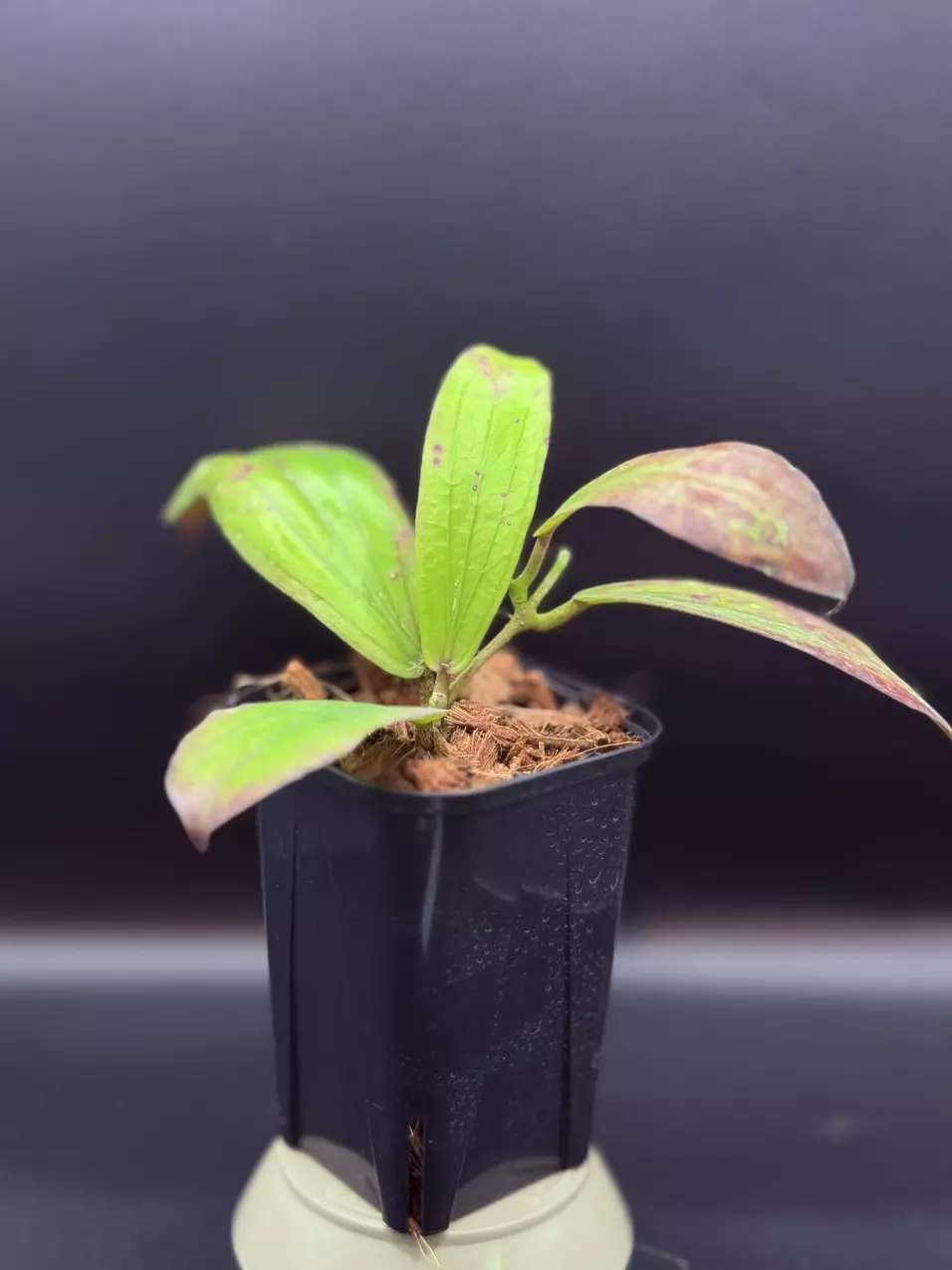 plant/Hoya erythrina-0