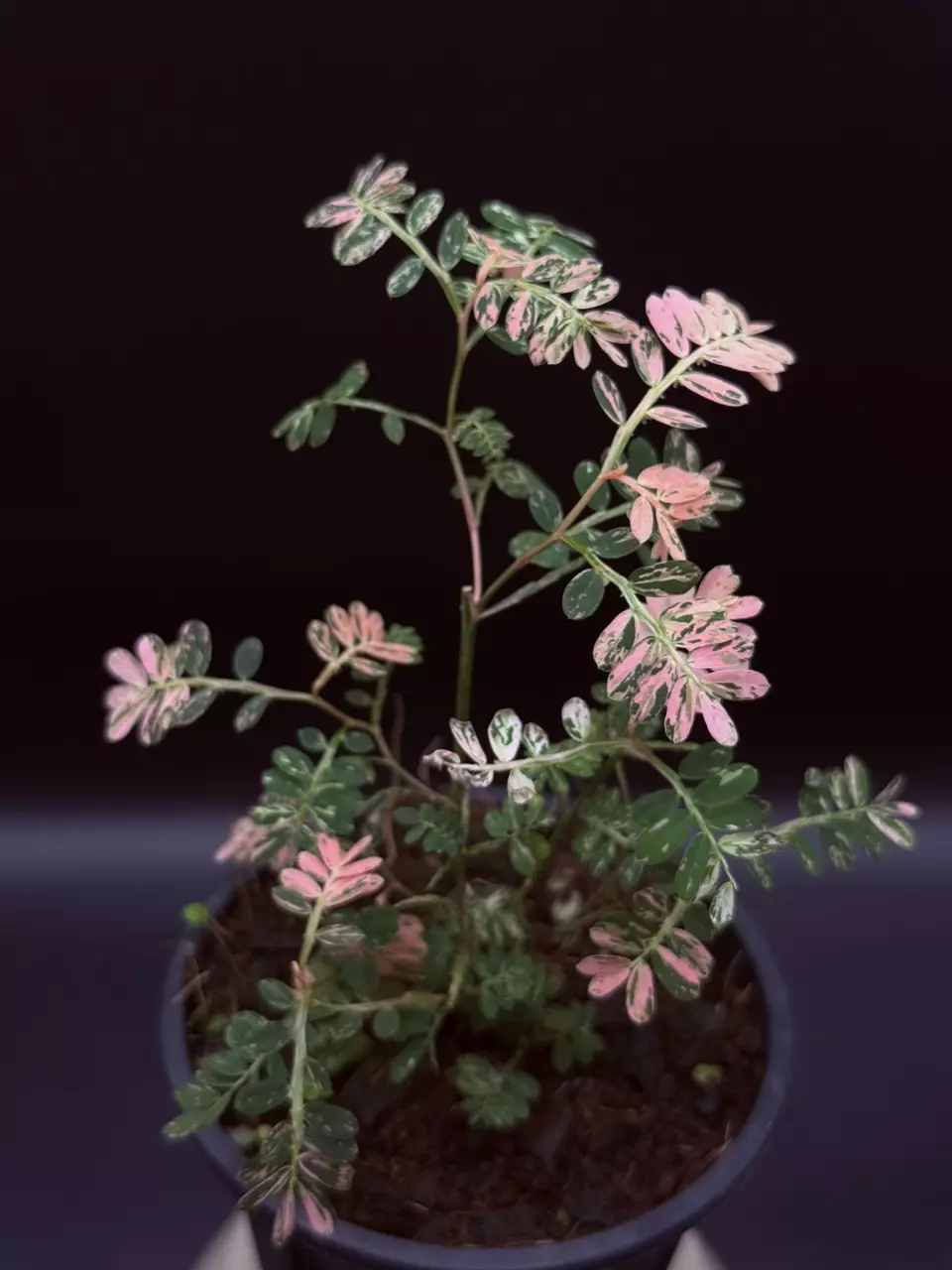plant/Phyllanthus urinaria ‘Pink’ 🌸-1