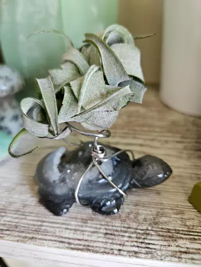 plant/Sparkly turtle airplant stand-4-thumbnail