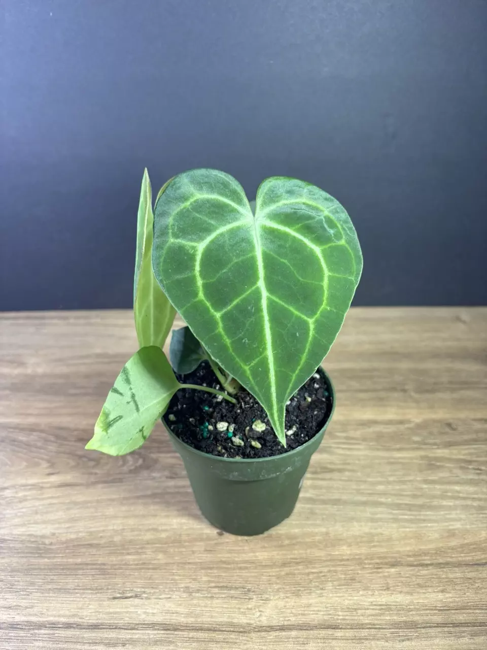 plant/Anthurium Clarinervium 4” 2126-1