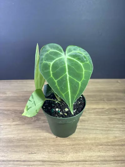 plant/Anthurium Clarinervium 4” 2126-1-thumbnail