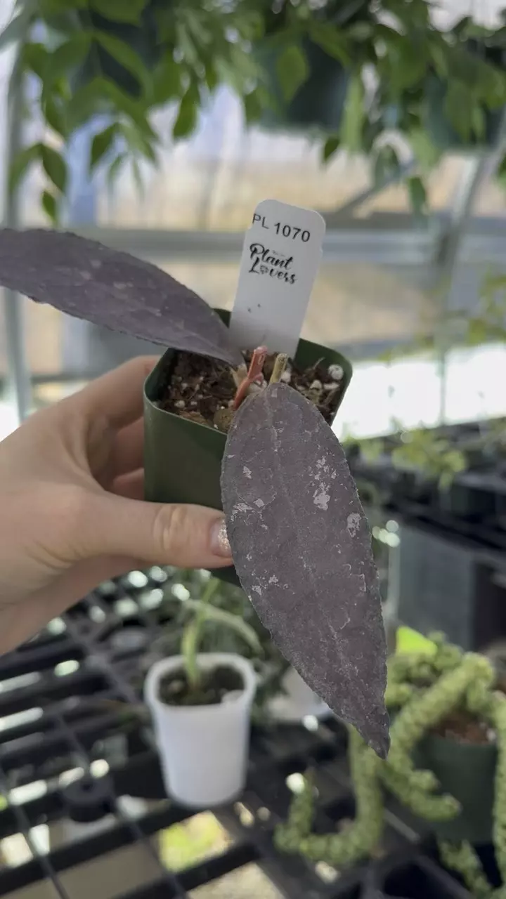 plant/PL1070: Red Clem Splash-0