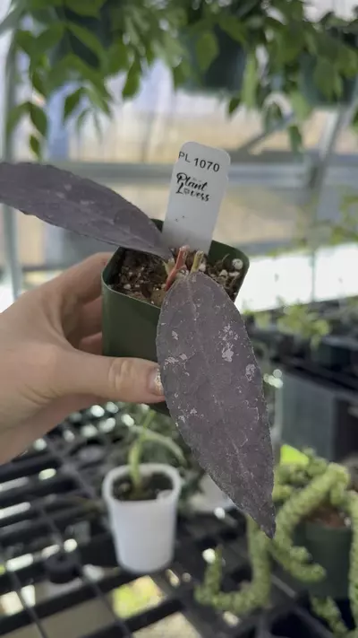 plant/PL1070: Red Clem Splash-0-thumbnail