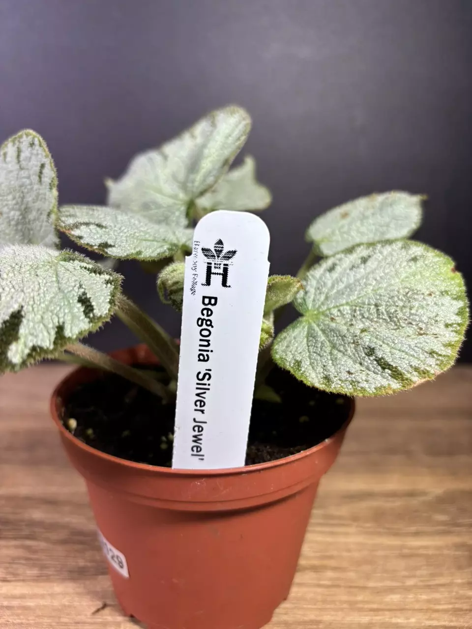 plant/Begonia Silver Jewel 4” 2129-2