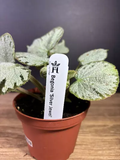 plant/Begonia Silver Jewel 4” 2129-2-thumbnail