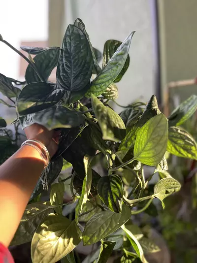 plant/Monstera Peru-5-thumbnail