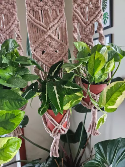 plant/Macrame trio plant hanger-3-thumbnail