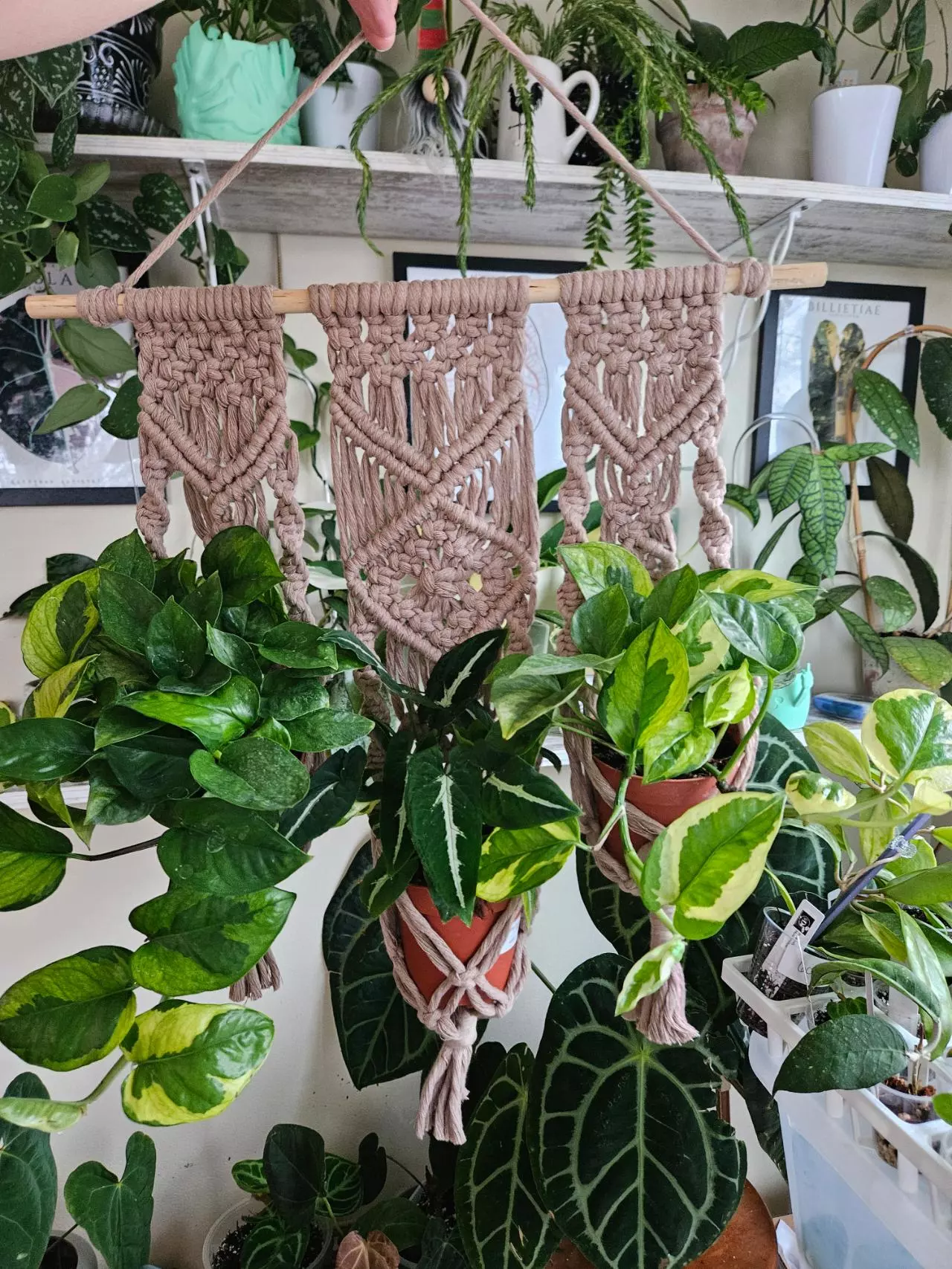 plant/Macrame trio plant hanger-1